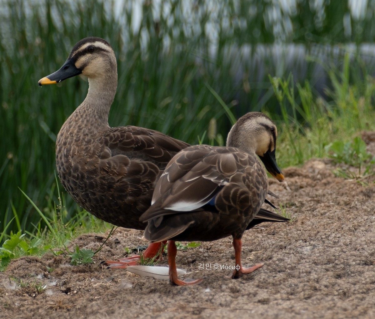 Eastern Spot-billed Duck - Min-Ho Kim