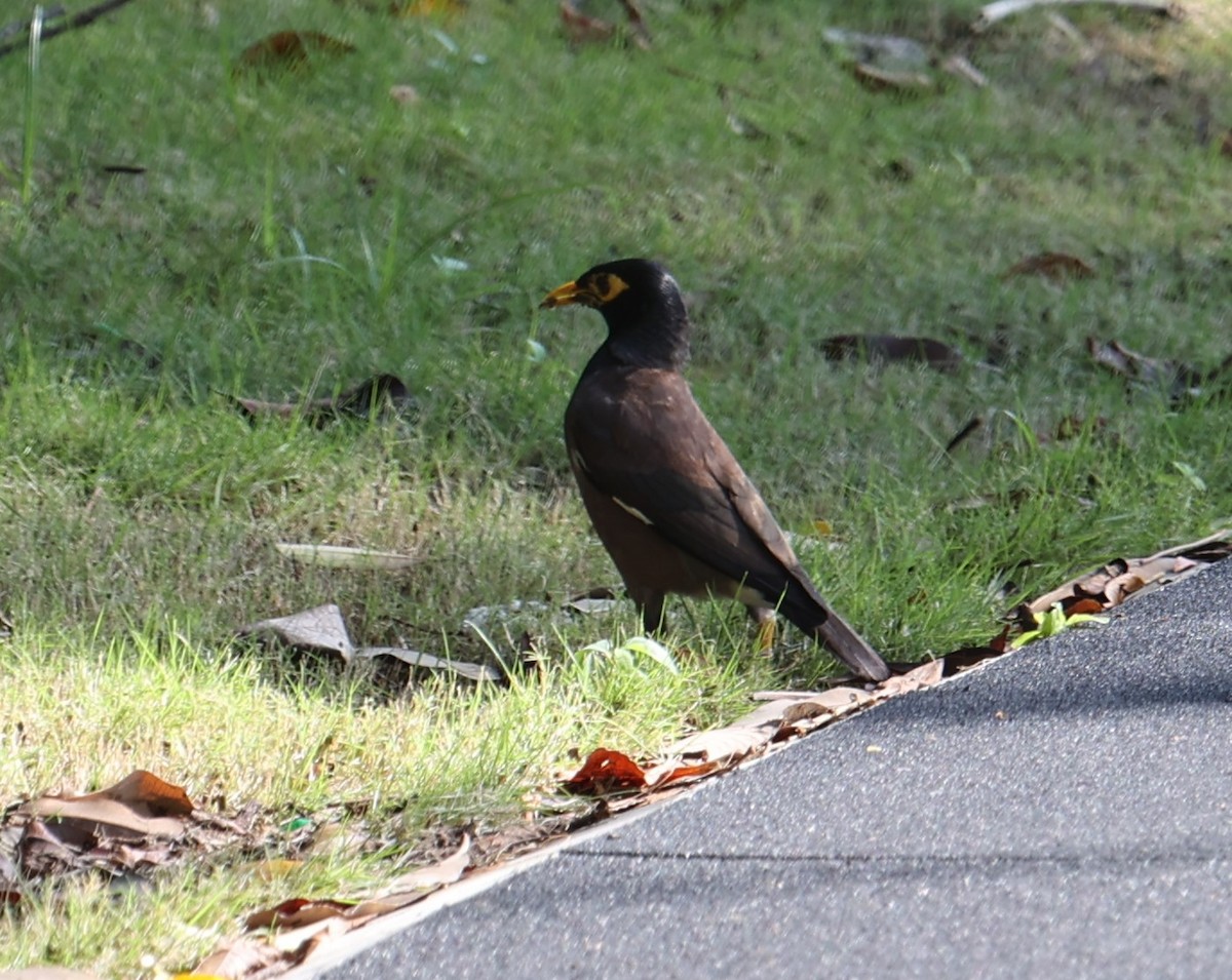 Common Myna - ML623904055