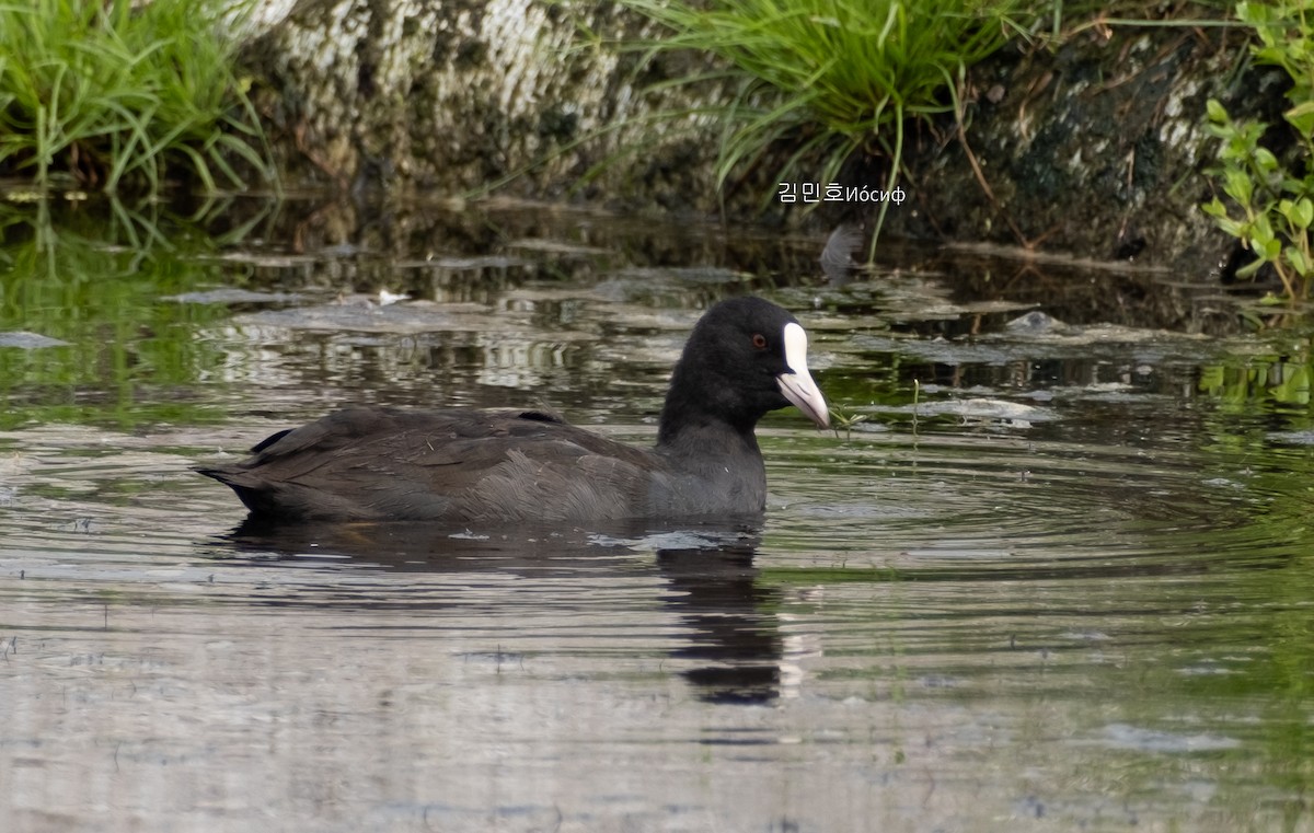 Eurasian Coot - Min-Ho Kim