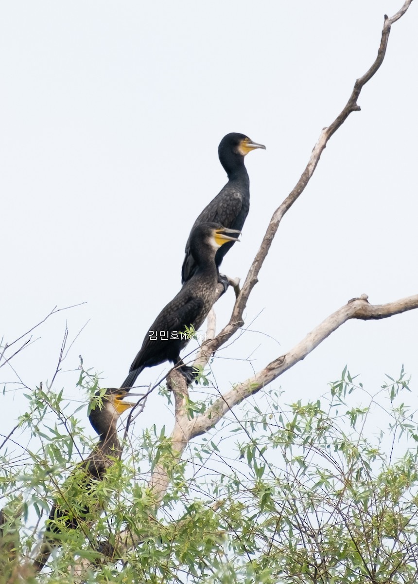 Great Cormorant - Min-Ho Kim