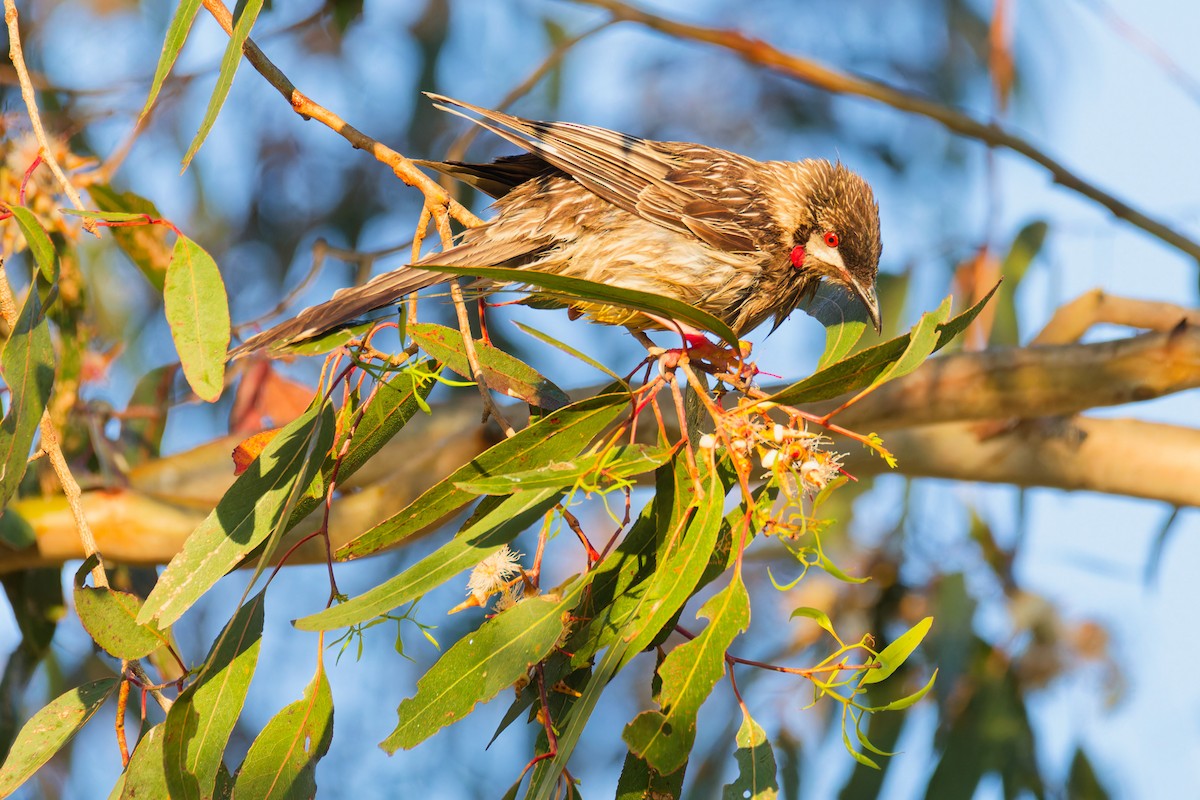 Red Wattlebird - ML623904070