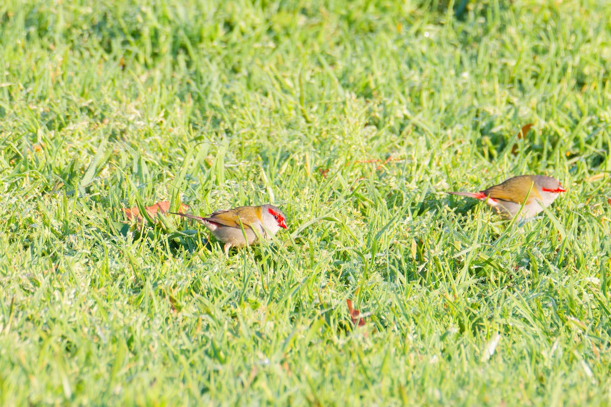 Red-browed Firetail - Rick Tyler