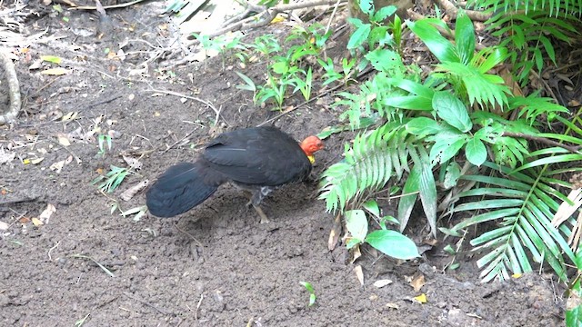 Australian Brushturkey - ML623904074