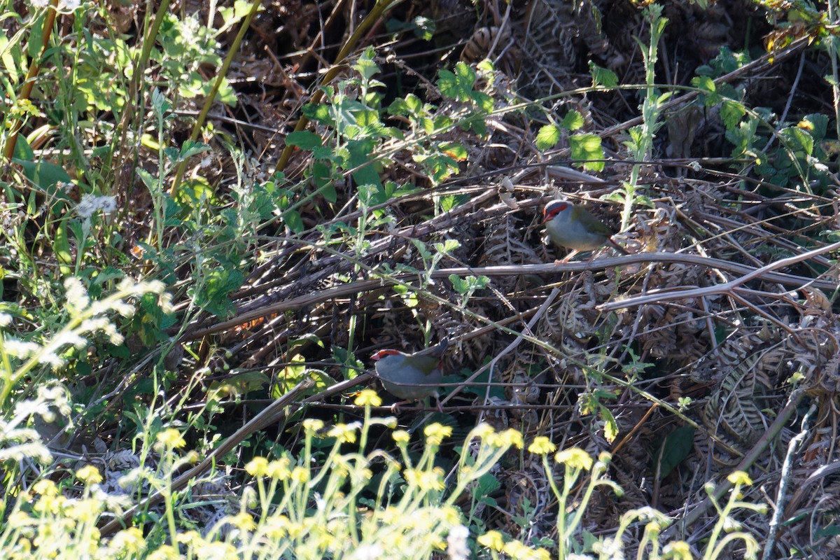 Red-browed Firetail - ML623904075