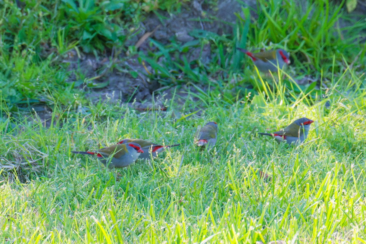 Red-browed Firetail - ML623904076