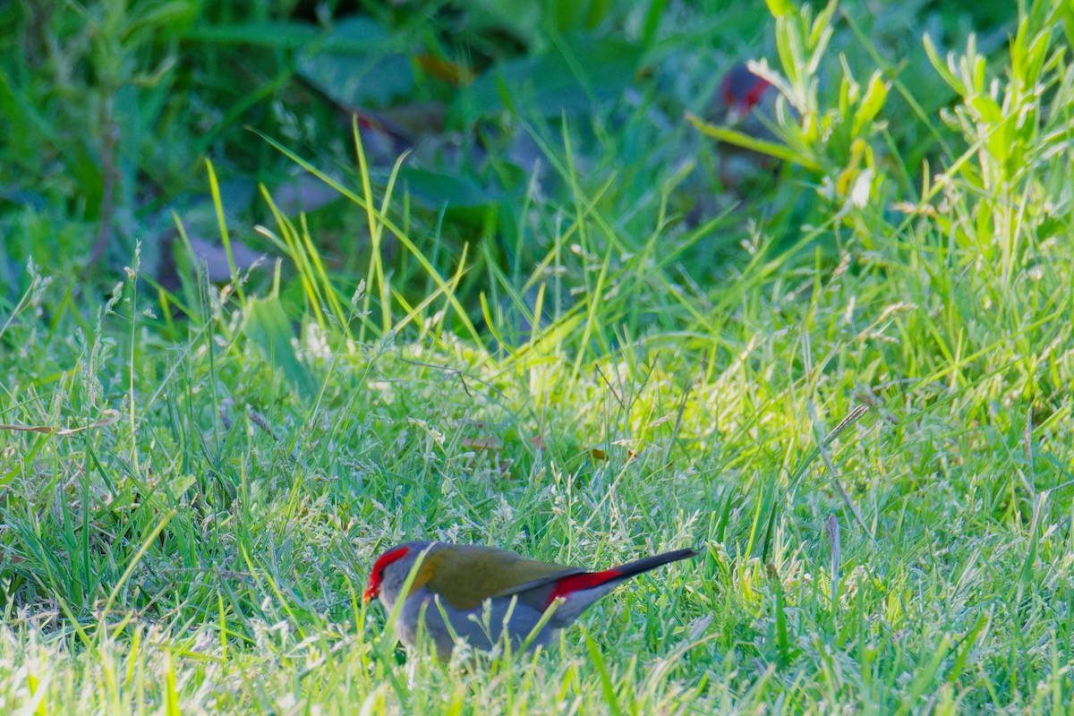 Red-browed Firetail - ML623904078