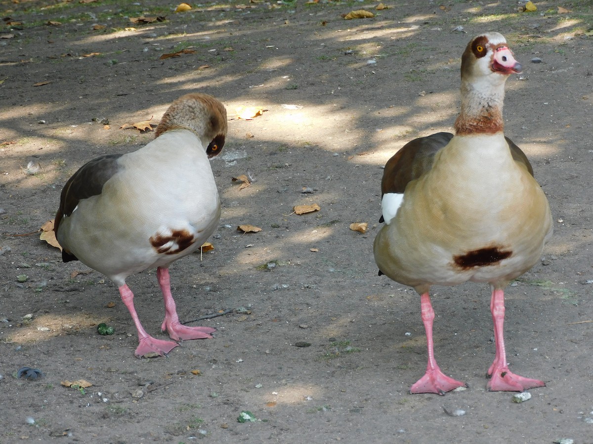 Egyptian Goose - ML623904111