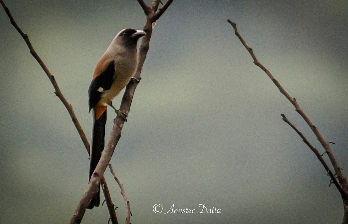 Gray Treepie - ML623904120