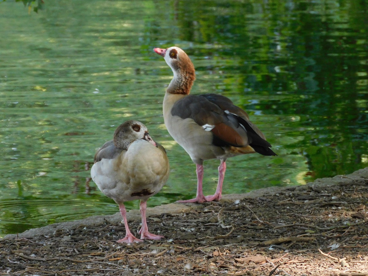 Egyptian Goose - ML623904126