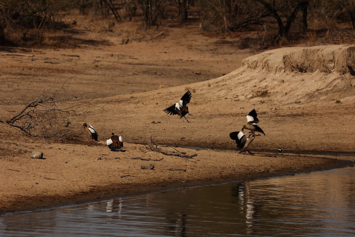 Egyptian Goose - ML623904164