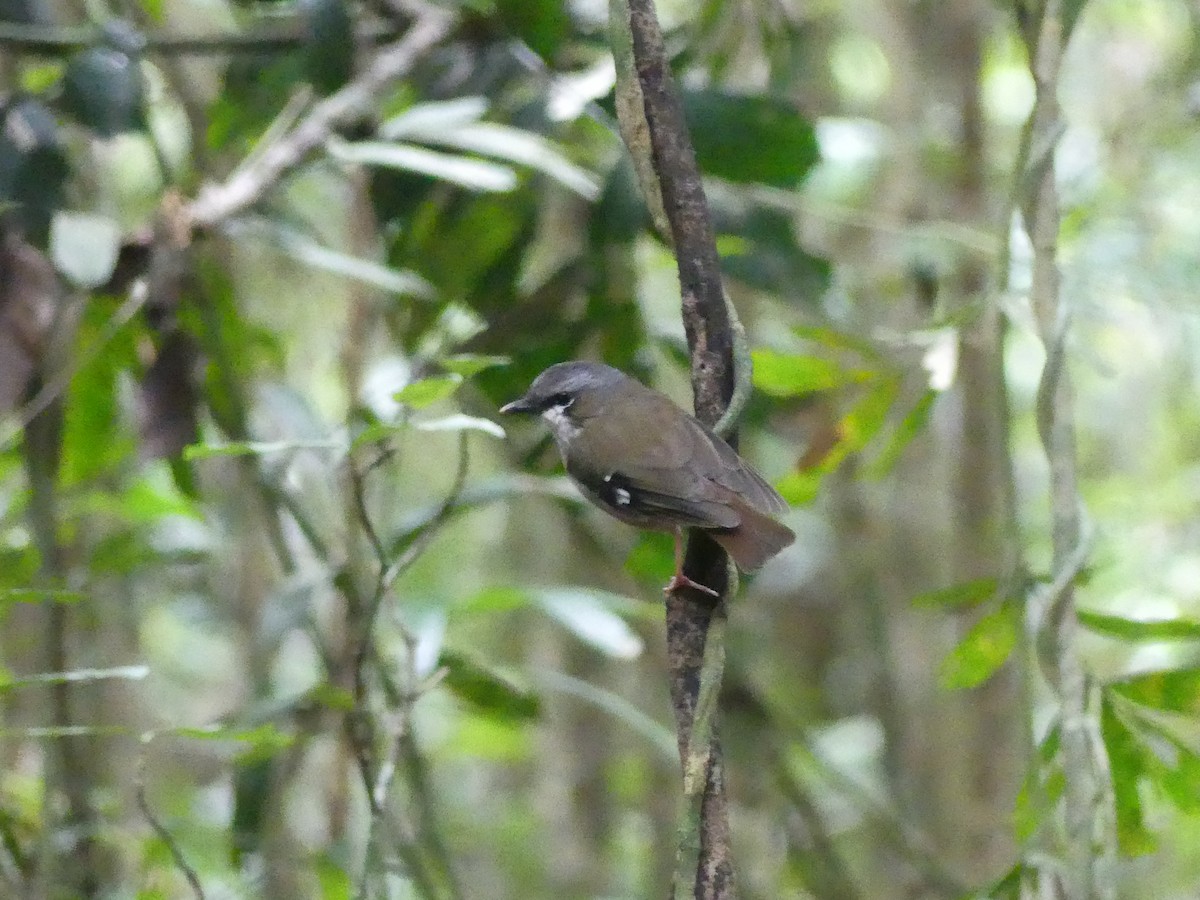 Gray-headed Robin - ML623904178