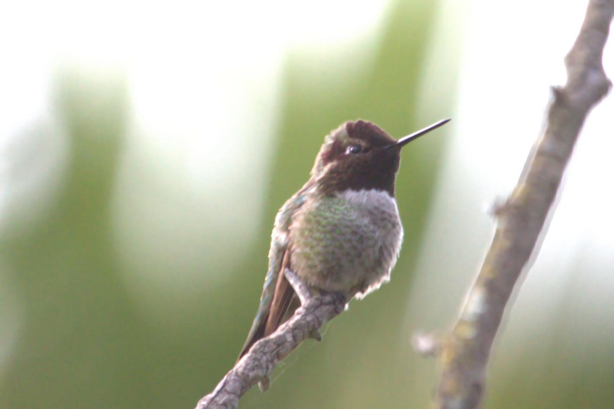 Anna's Hummingbird - ML623904182