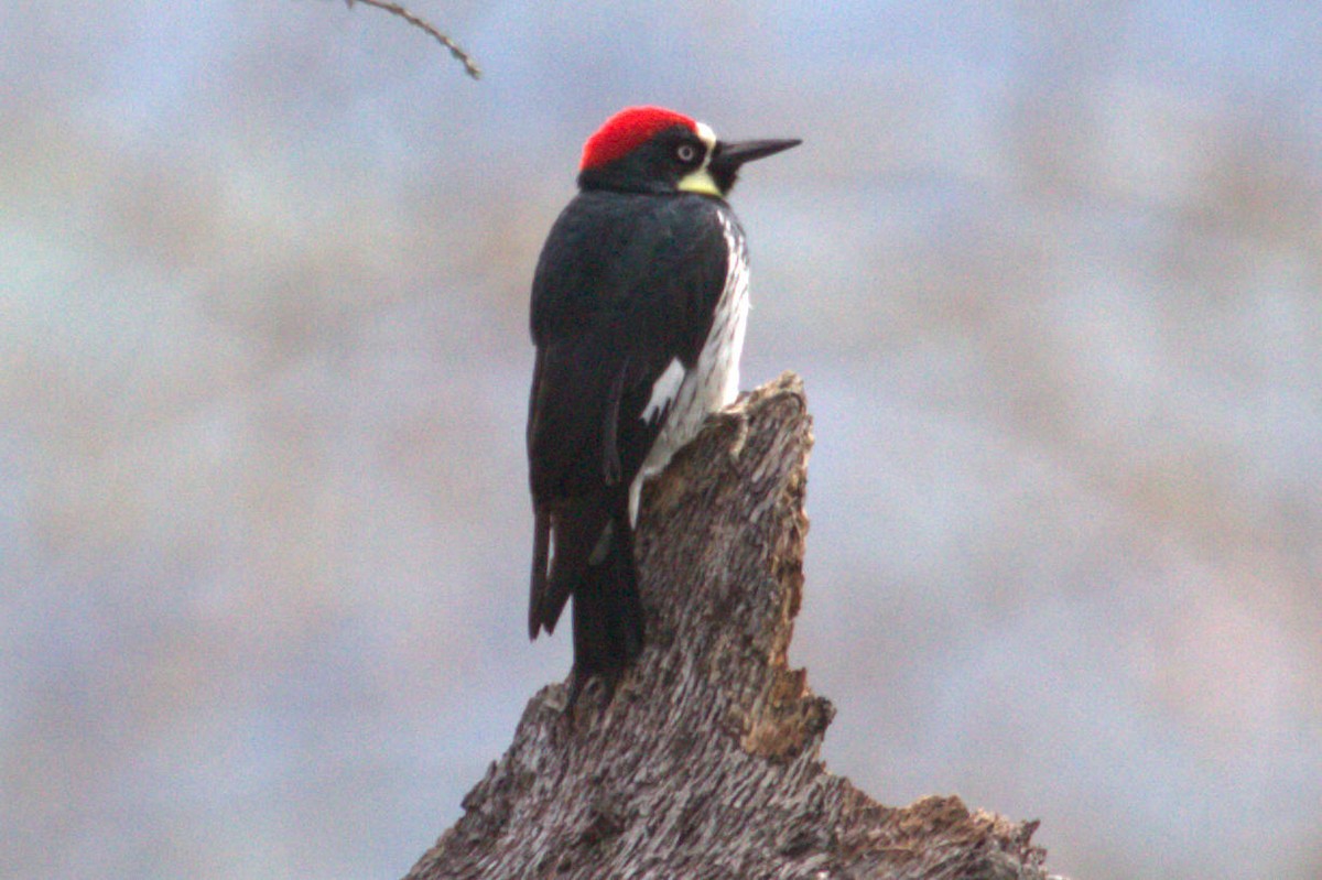 Acorn Woodpecker - ML623904187