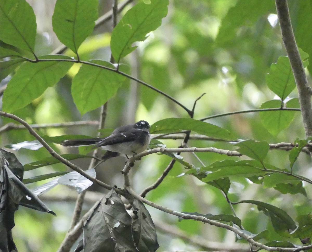 Gray Fantail - ML623904189