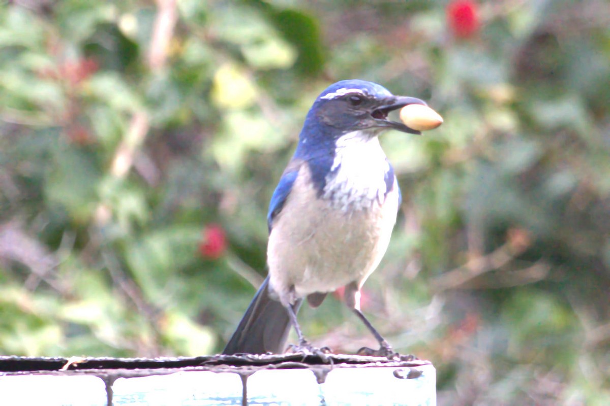California Scrub-Jay - ML623904193