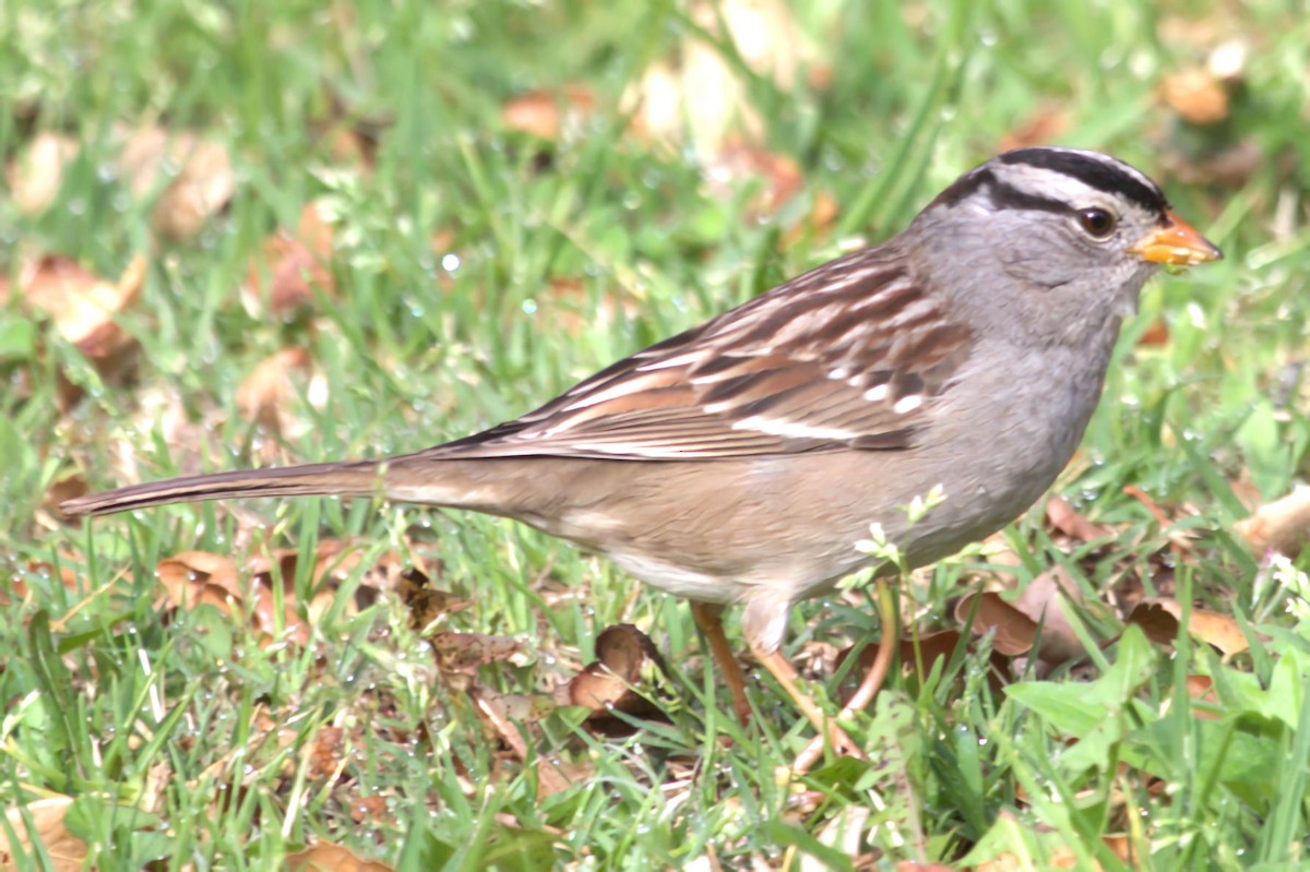 White-crowned Sparrow - ML623904199