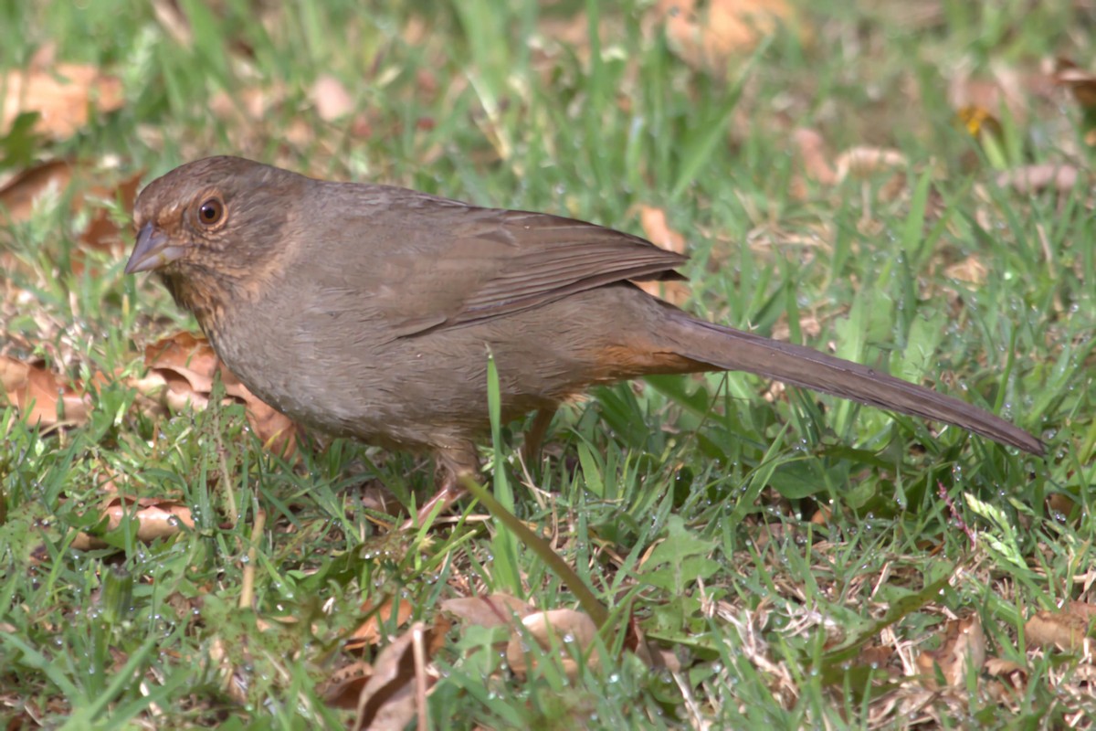 California Towhee - ML623904202