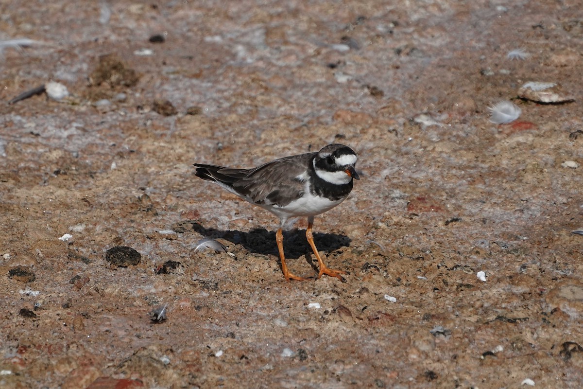 Common Ringed Plover - ML623904214