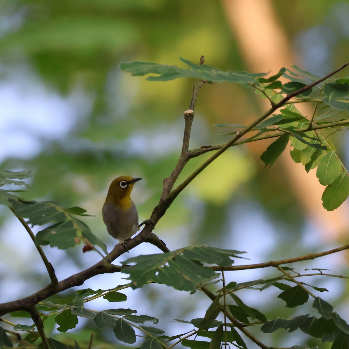 Indian White-eye - ML623904216