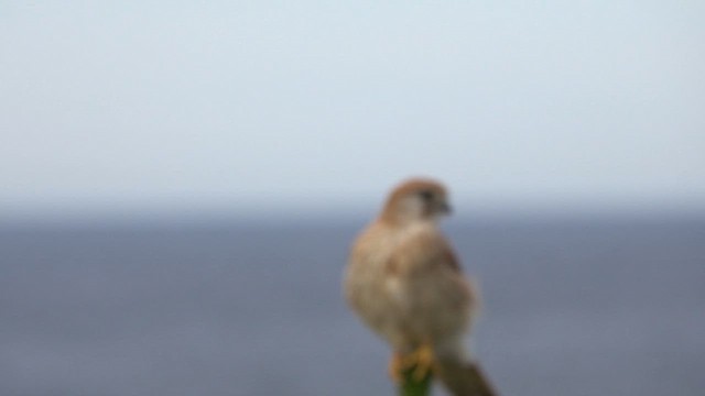 Nankeen Kestrel - ML623904217