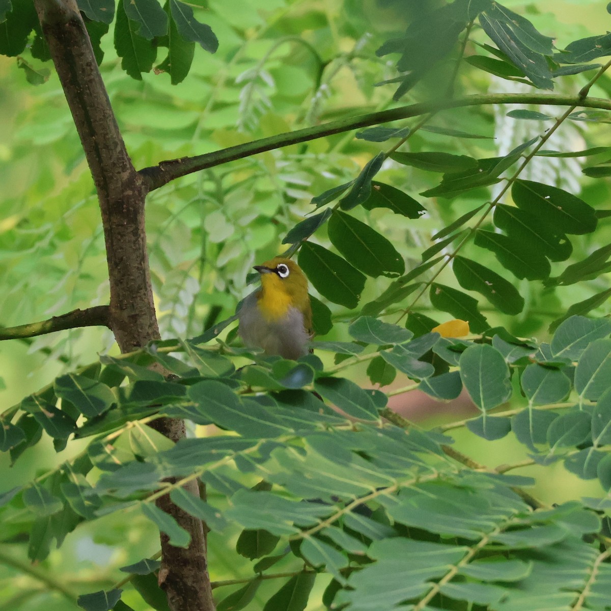 Indian White-eye - ML623904221