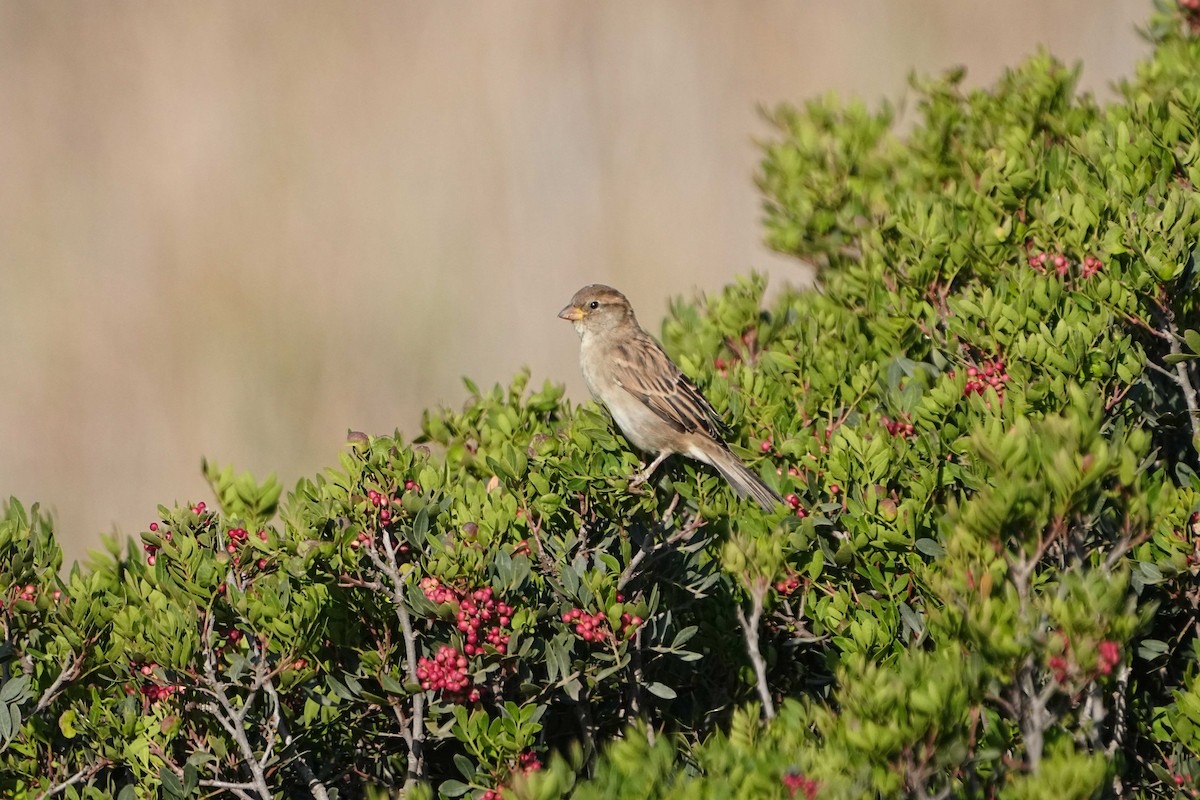 House Sparrow - ML623904238