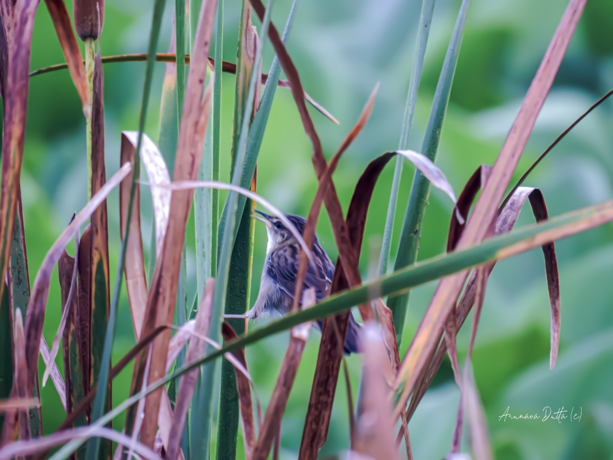 Pallas's Grasshopper Warbler - ML623904250