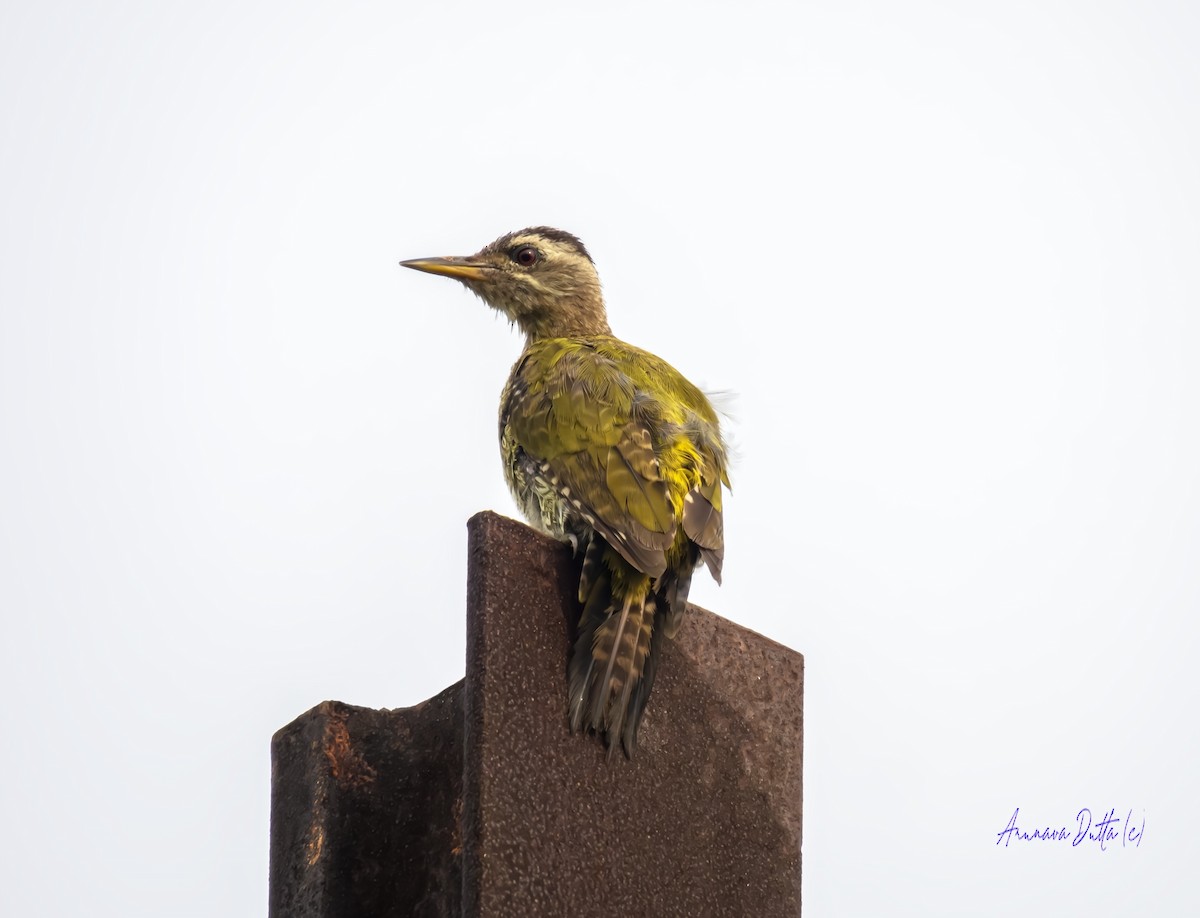 Streak-throated Woodpecker - Arunava Dutta