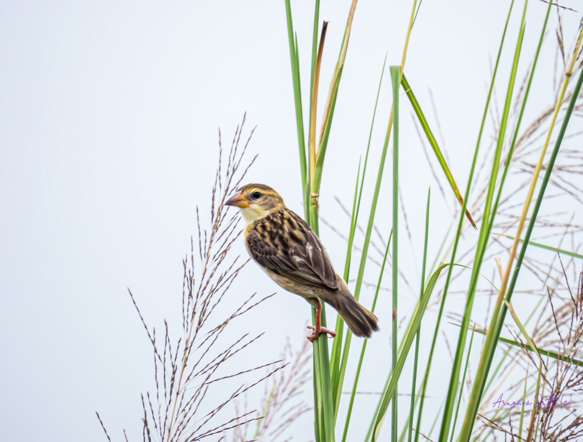 Baya Weaver - ML623904254