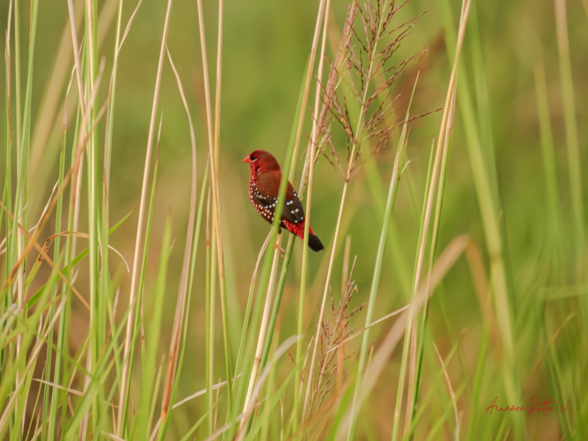 Red Avadavat - ML623904256