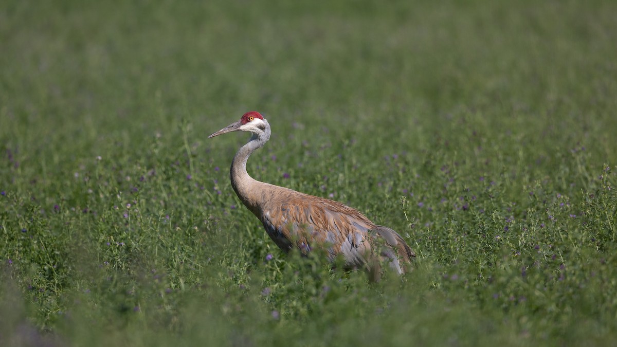 Sandhill Crane - ML623904257