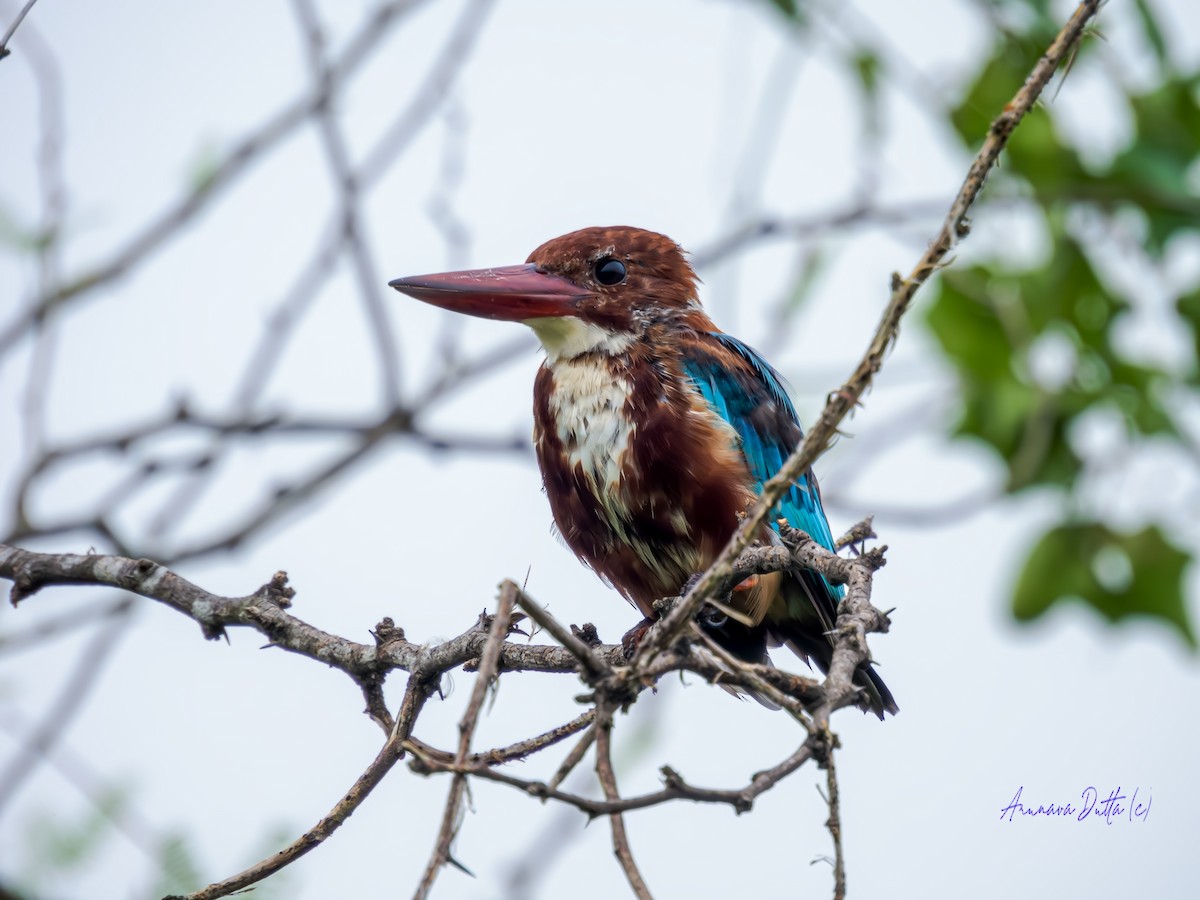 White-throated Kingfisher - ML623904266