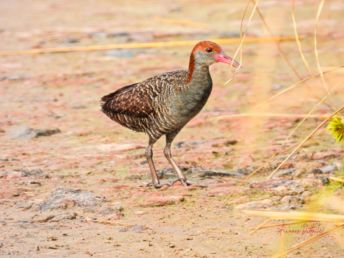 Slaty-breasted Rail - ML623904269