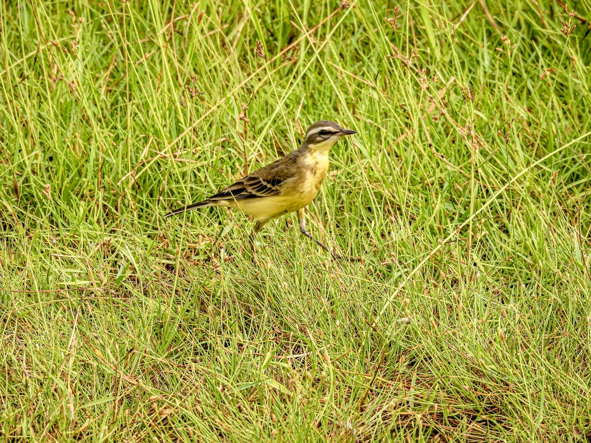 Eastern Yellow Wagtail - ML623904271