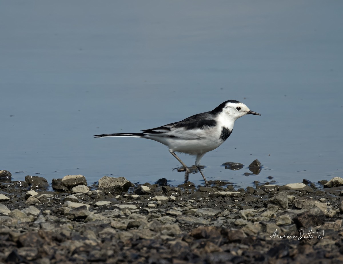 White Wagtail - ML623904273