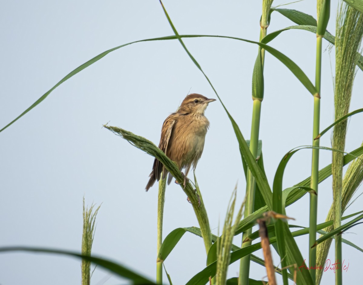 Striated Grassbird - ML623904278