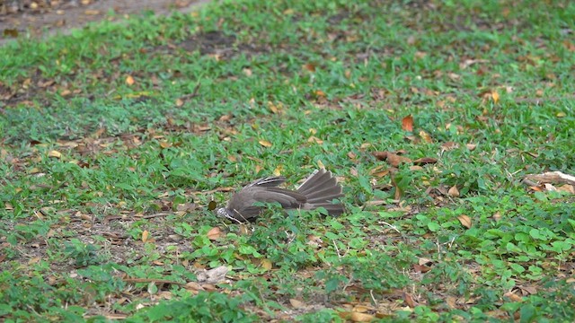 Helmeted Friarbird - ML623904283