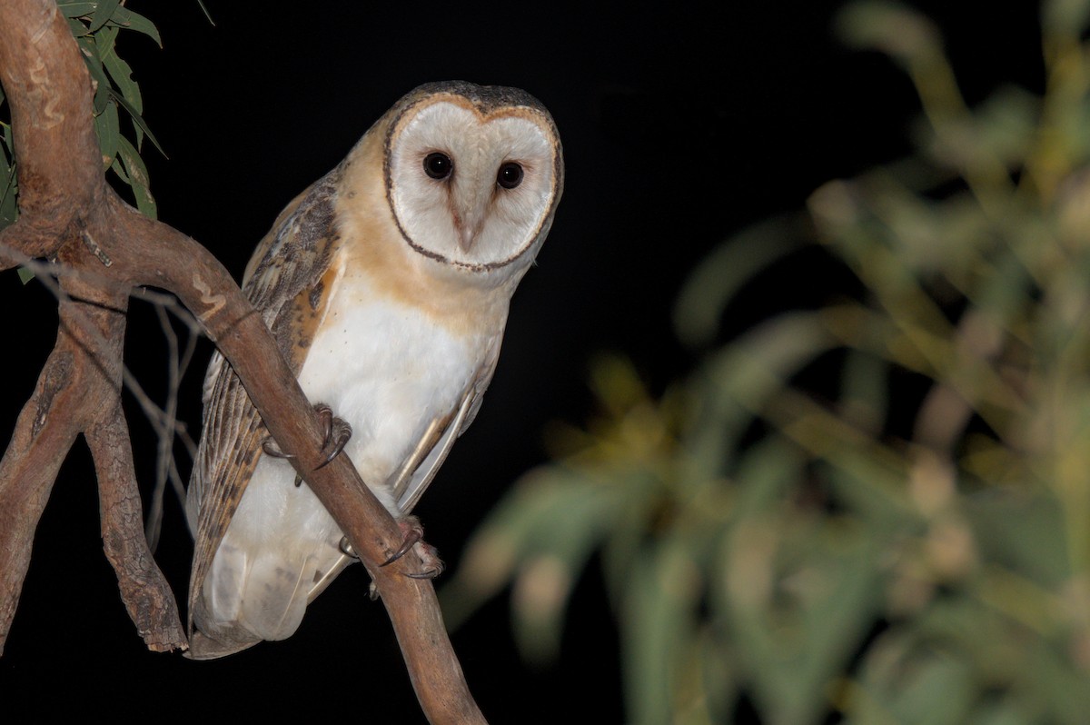 Australian Masked-Owl - ML623904288