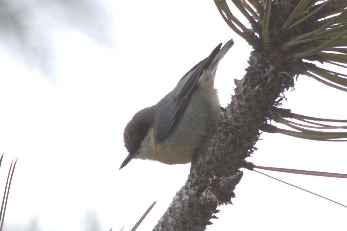 Pygmy Nuthatch - ML623904289