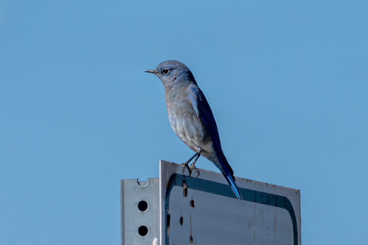 Mountain Bluebird - ML623904291