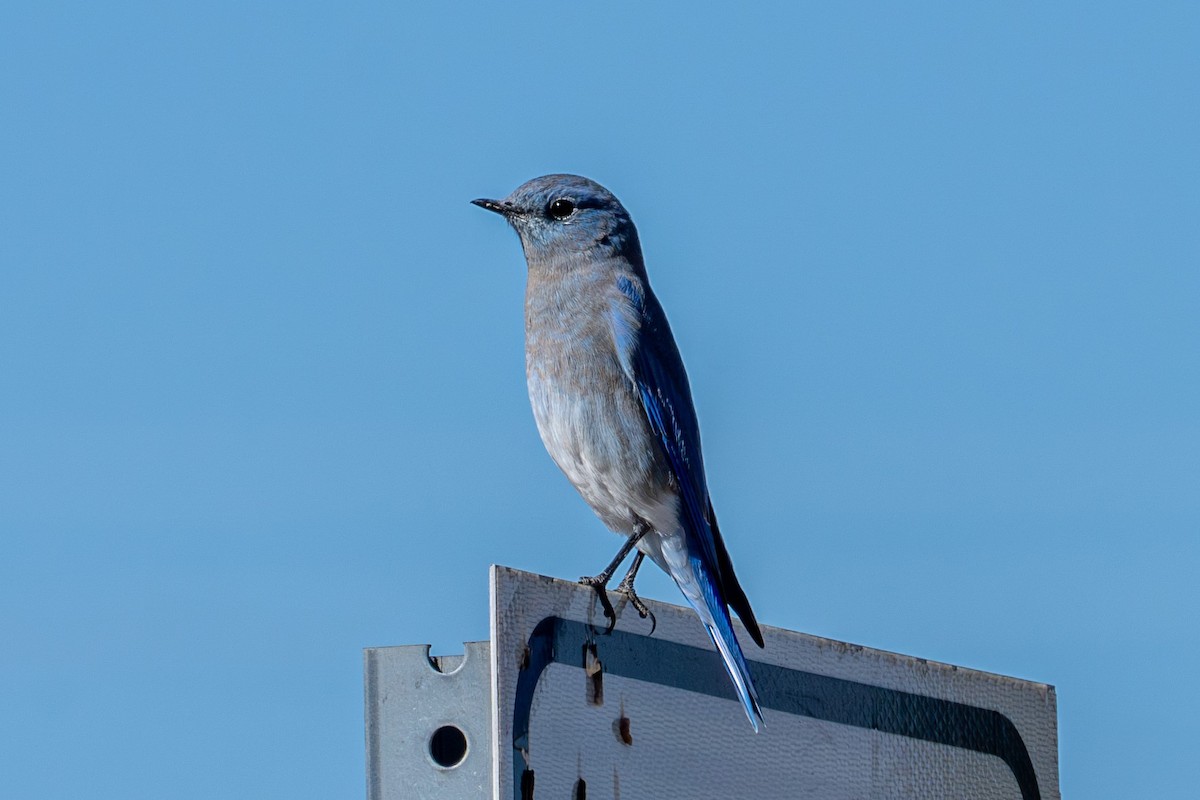 Mountain Bluebird - ML623904292