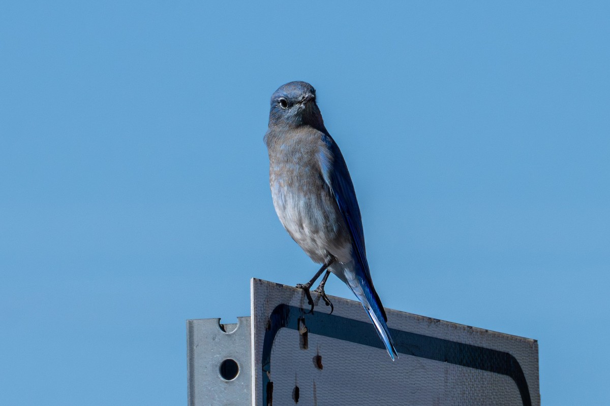 Mountain Bluebird - ML623904293