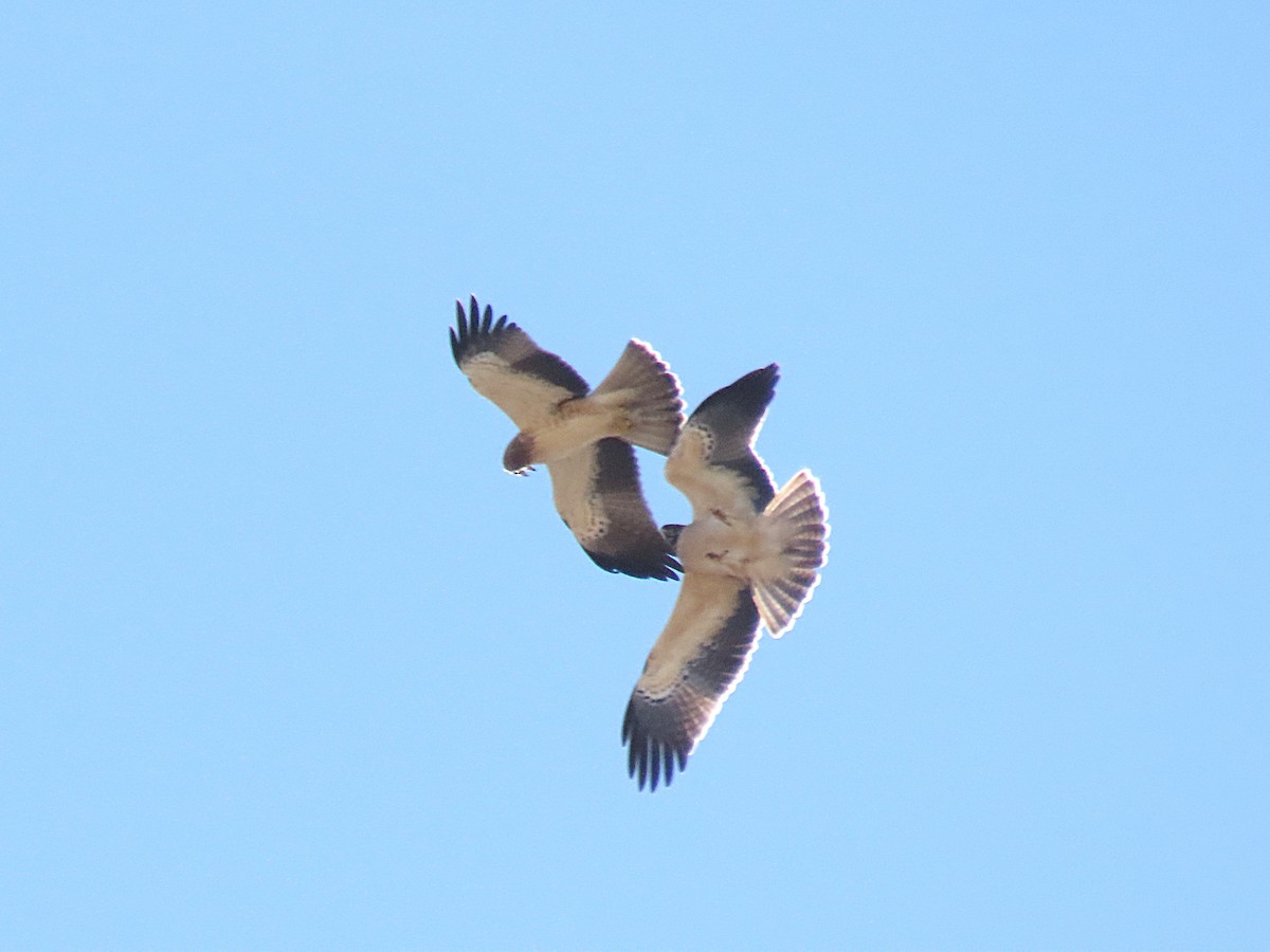 Booted Eagle - Juan Castejón