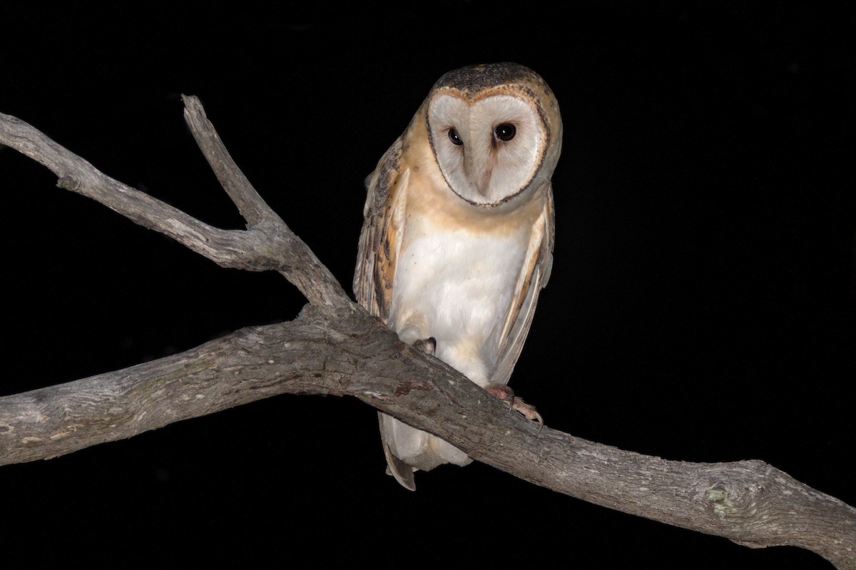 Australian Masked-Owl - ML623904304