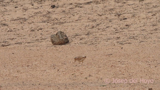 Cream-colored Courser - ML623904312