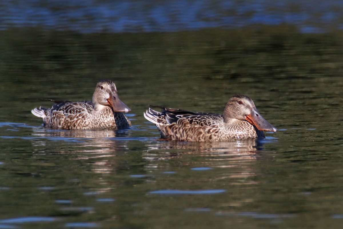 Northern Shoveler - ML623904326