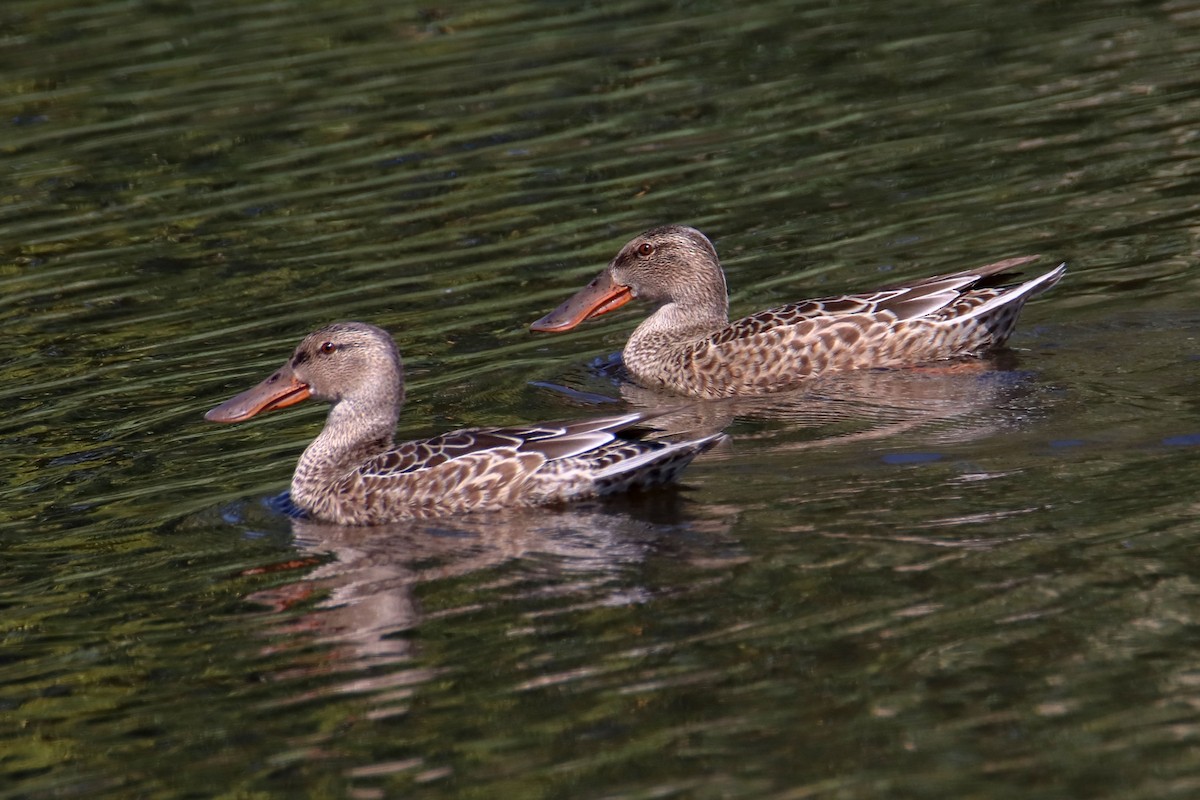 Northern Shoveler - ML623904327