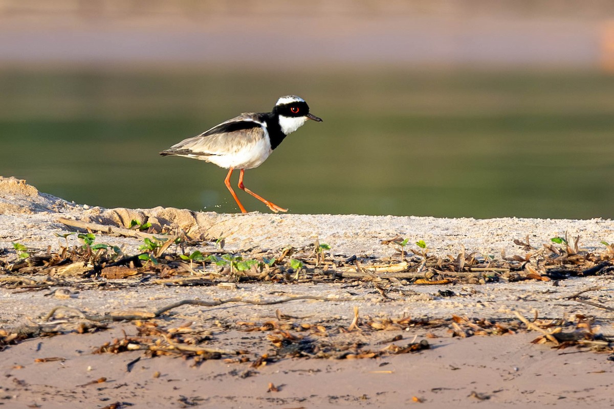 Pied Plover - ML623904334