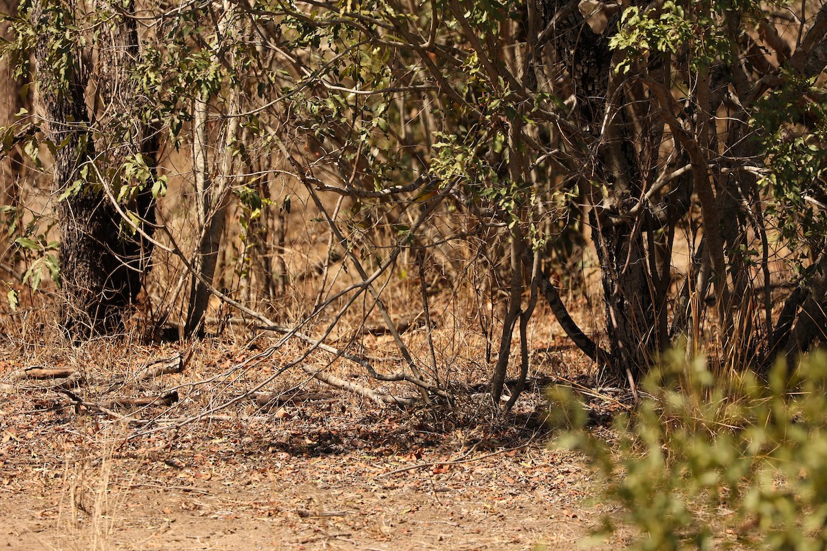 Sulphur-breasted Bushshrike - Alicia Williams