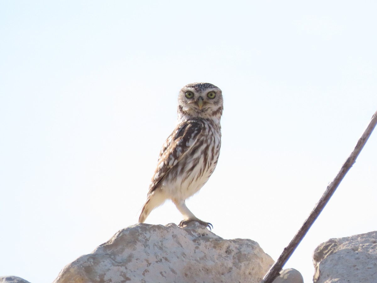 Little Owl - ML623904368